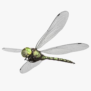 dragonfly southern hawker 3D