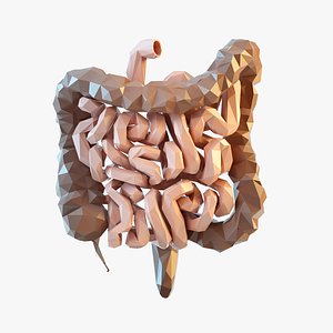 Stylized Low Poly Intestine 3D model