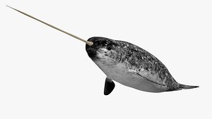 Narwhal