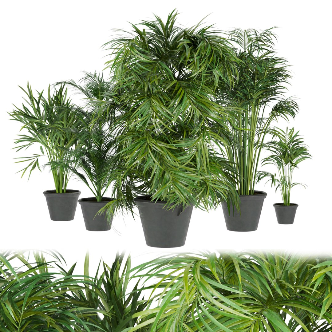 3D model Collection plant vol 256 - Indoor - palm https://p.turbosquid.com/ts-thumb/I3/US2uTB/0m/1/jpg/1651421233/1920x1080/fit_q87/e4659ae05a3b90d921a38cd35f7b9e38c736621a/1.jpg