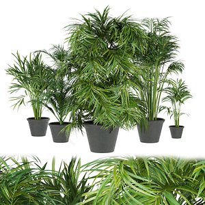 3D model Collection plant vol 256 - Indoor - palm