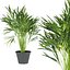 3D model Collection plant vol 256 - Indoor - palm