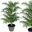 3D model Collection plant vol 256 - Indoor - palm