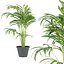3D model Collection plant vol 256 - Indoor - palm