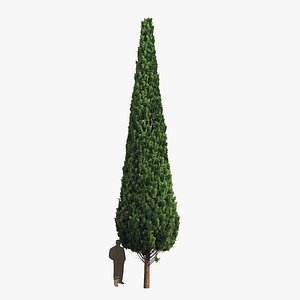 3D Cypress 10 meters