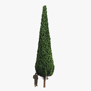 Cypress 10 meters