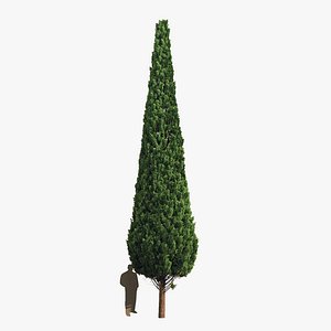 Cypress 10 meters
