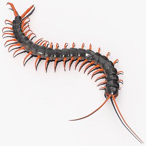 scolopendra subspinipes crawling 3D model