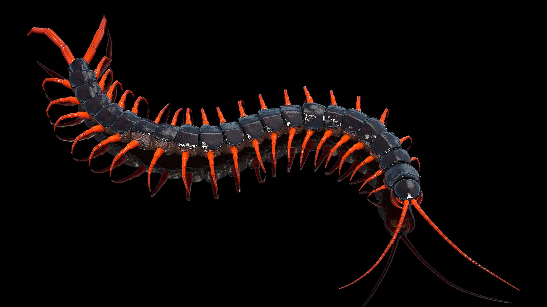 Scolopendra Subspinipes Crawling 3D model preview
