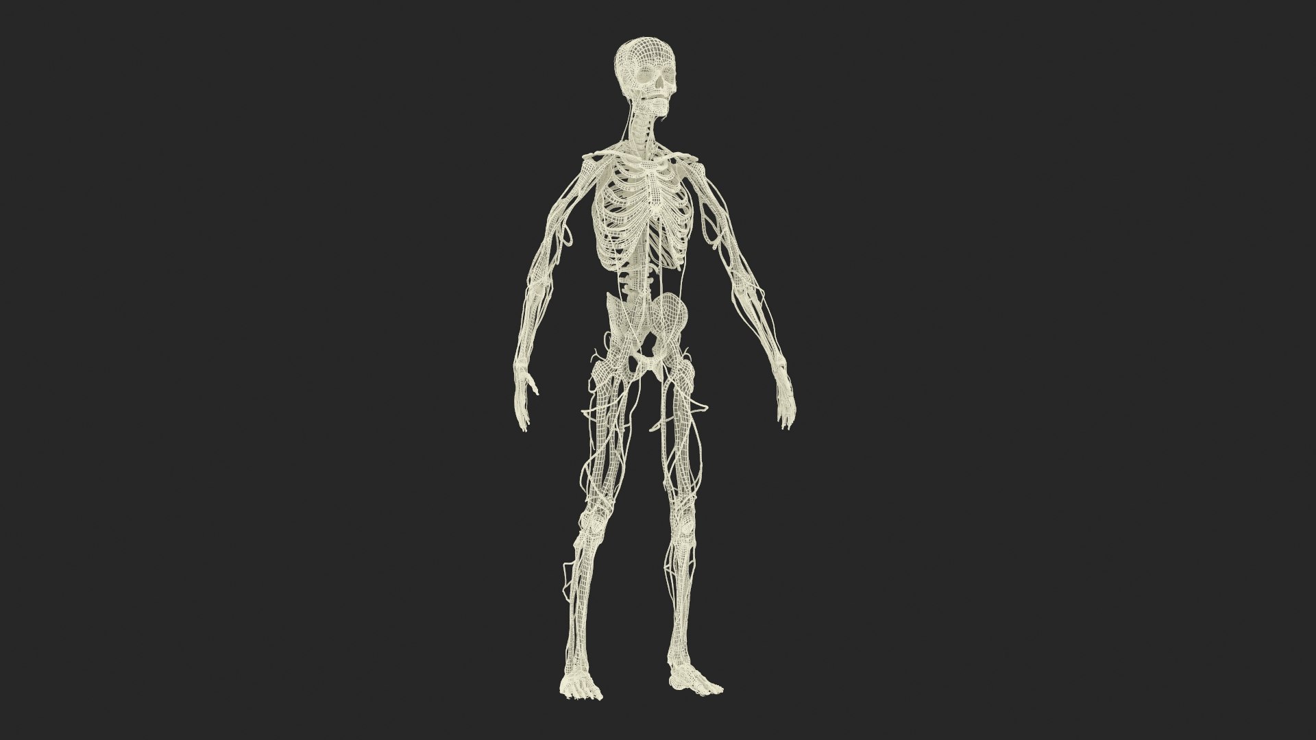 3D Model Skeletal And Circulatory System Rigged - TurboSquid 2411133