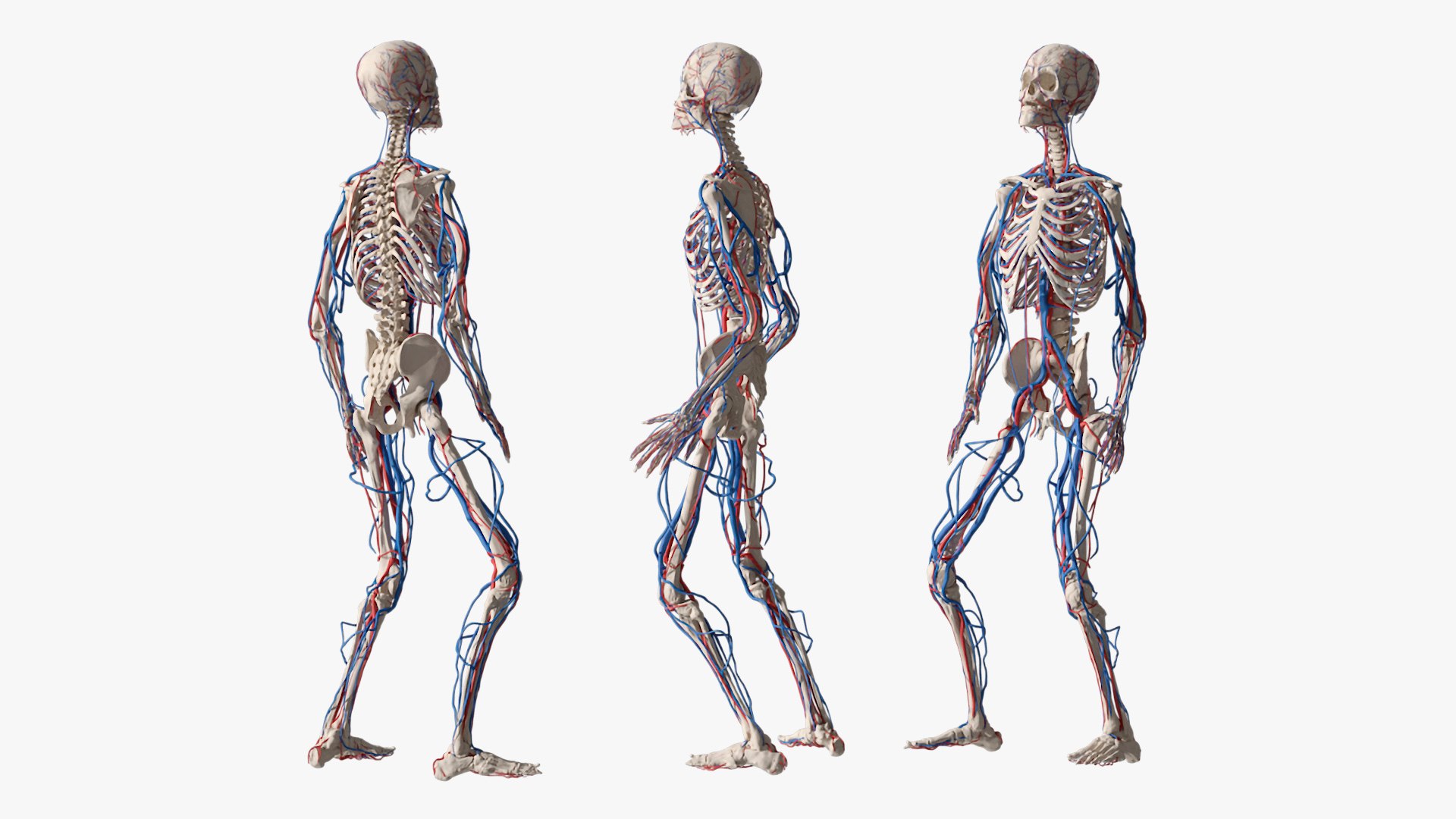 3D Model Skeletal And Circulatory System Rigged - TurboSquid 2411133