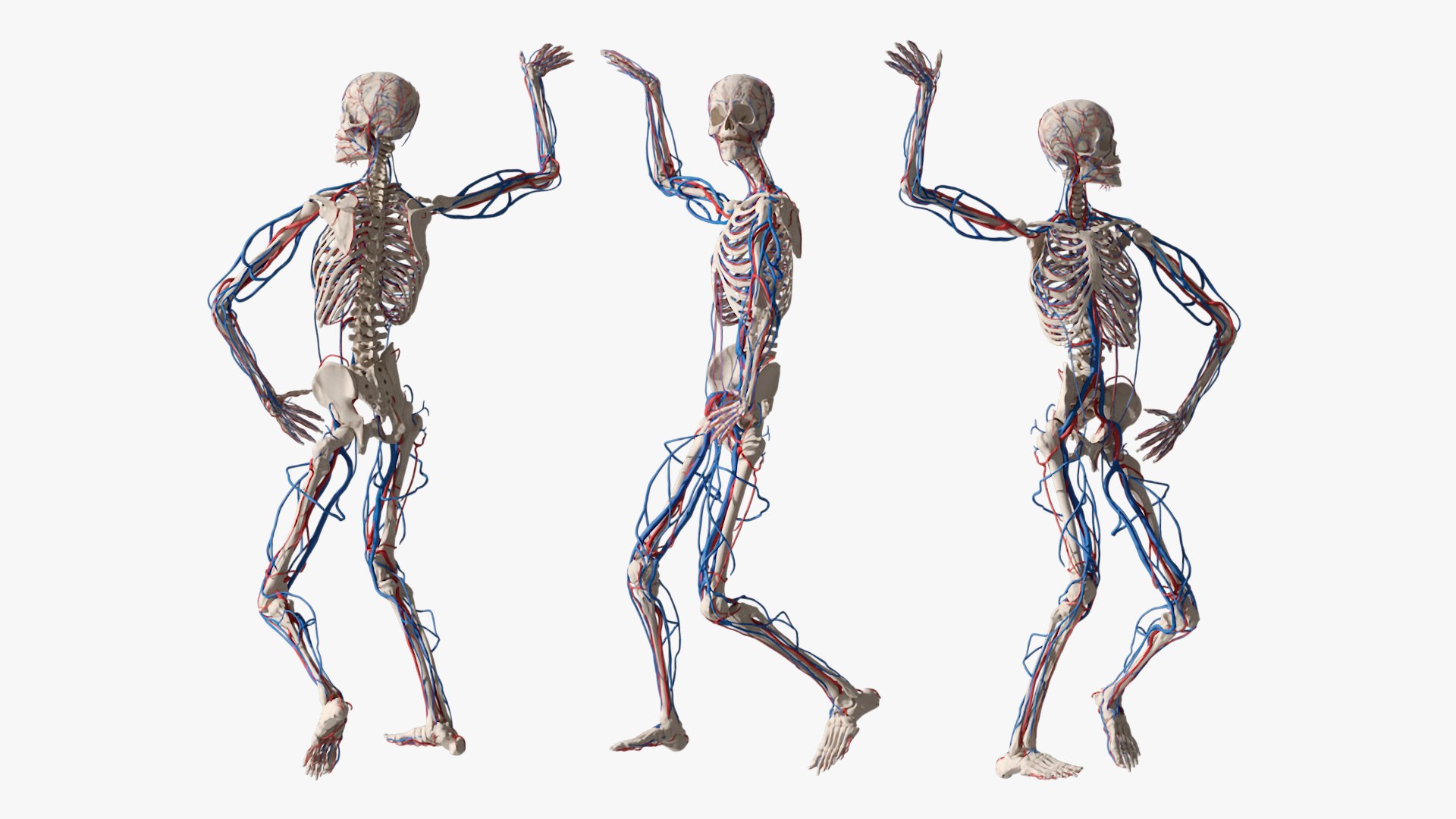 3D Model Skeletal And Circulatory System Rigged - TurboSquid 2411133