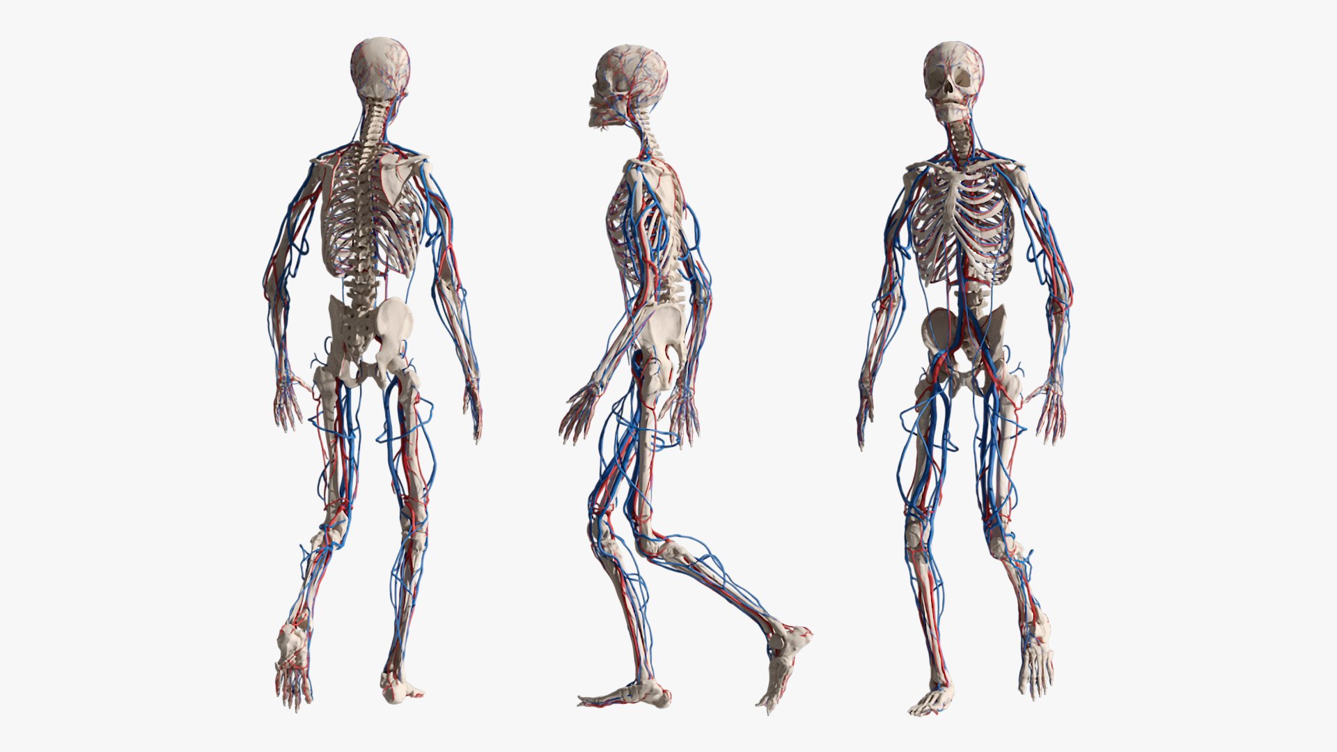 3D Model Skeletal And Circulatory System Rigged - TurboSquid 2411133