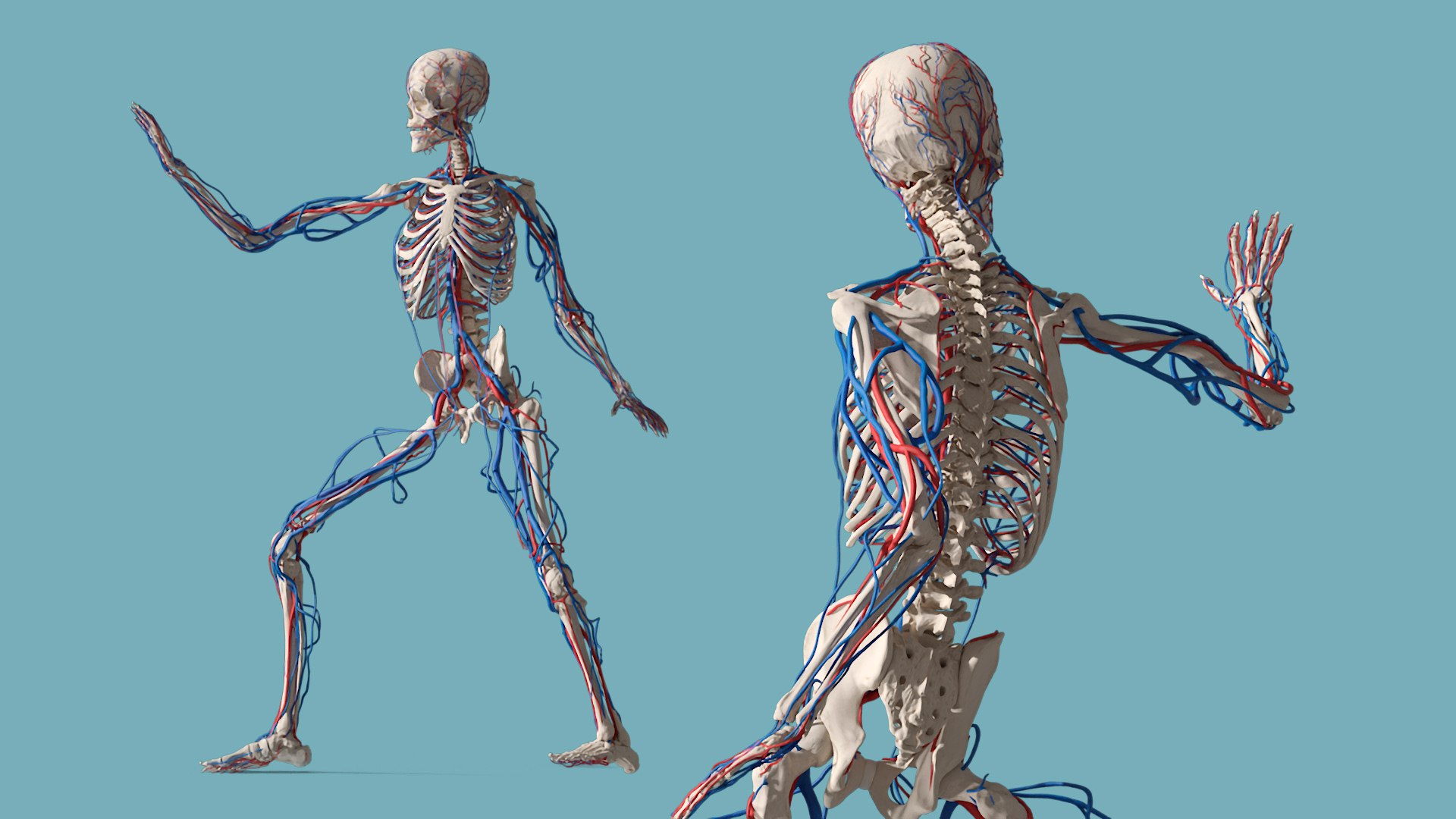 3D Model Skeletal And Circulatory System Rigged - TurboSquid 2411133