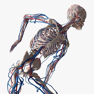 3D model Skeletal and Circulatory System Rigged