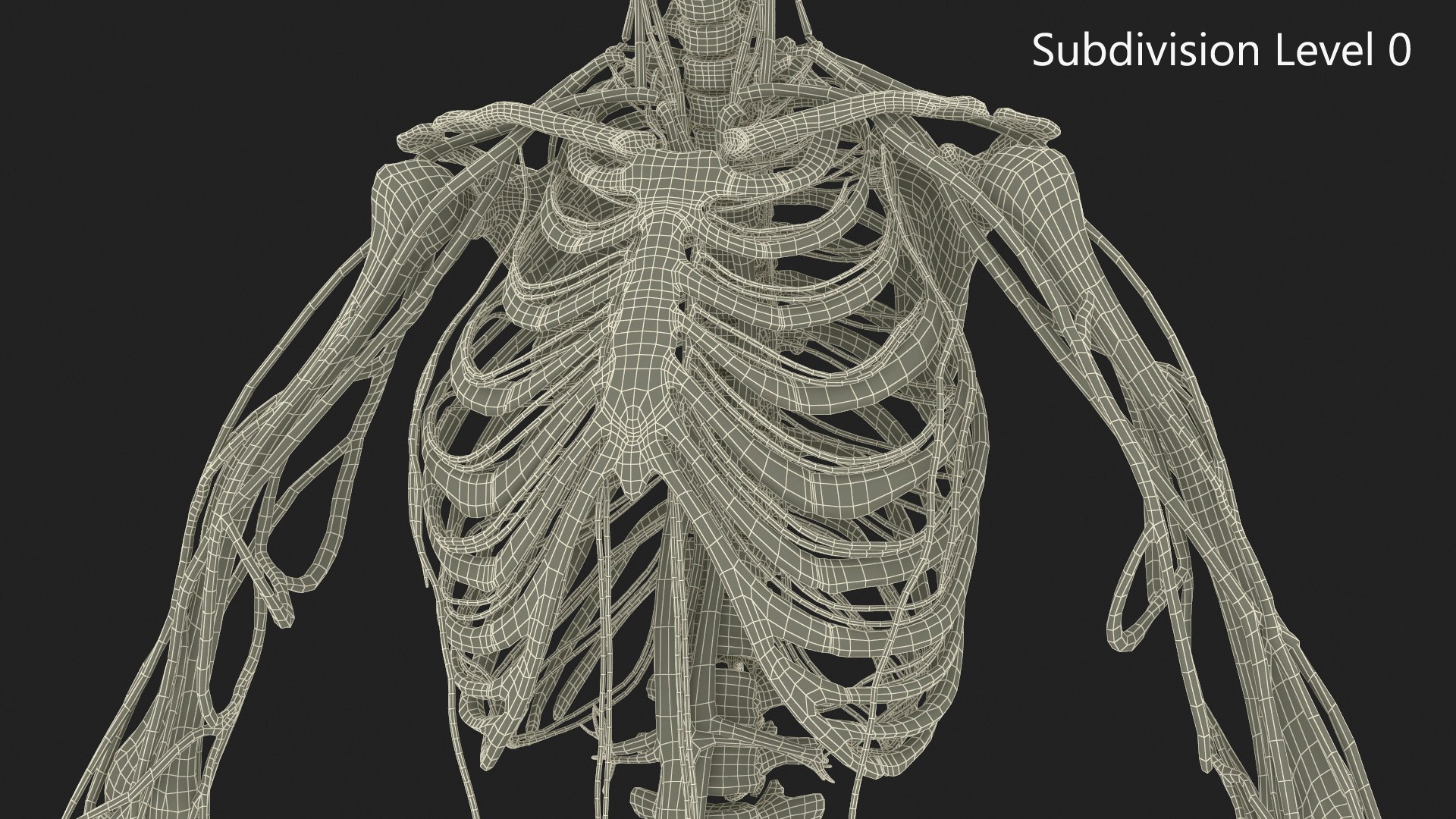 3D Model Skeletal And Circulatory System Rigged - TurboSquid 2411133