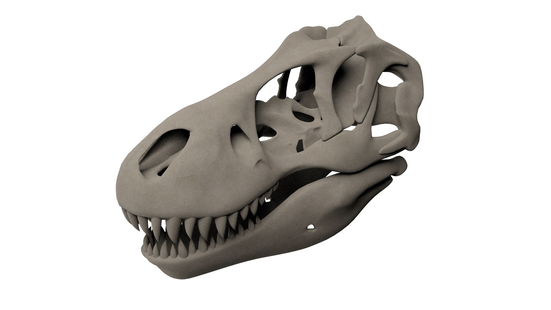 3D tyrannosaurus rex skull https://p.turbosquid.com/ts-thumb/I3/y609tY/r9nEg3OP/rex4/png/1563803670/1920x1080/fit_q87/884c0d337a4821866bc11d4afd2f2bde83bccd3d/rex4.jpg
