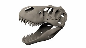 Tyrannosaurus Rex Skull