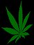 marijuana leaf