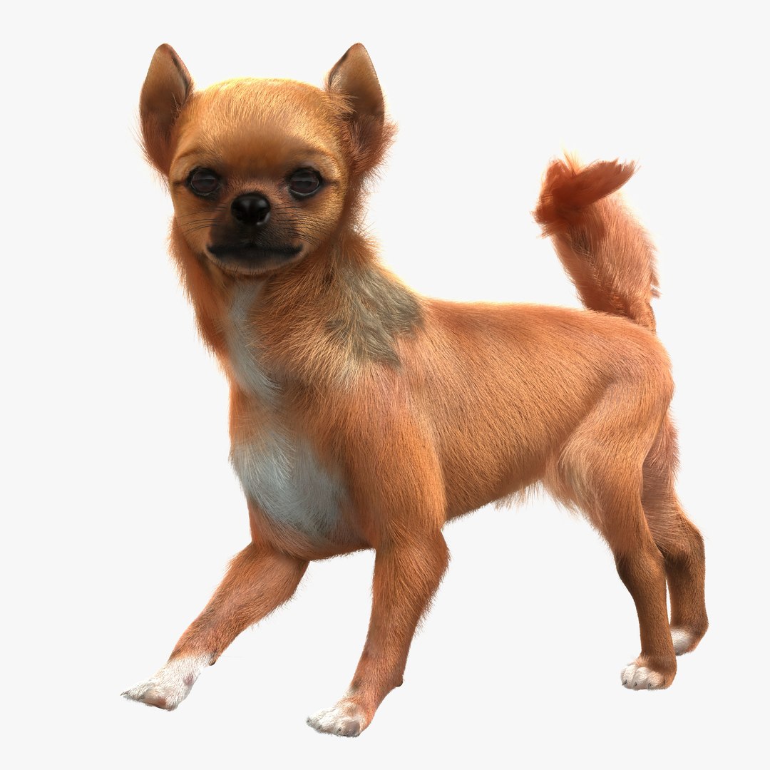 Chihuahua Rigged 3D model preview