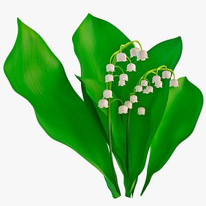 Lily of the Valley