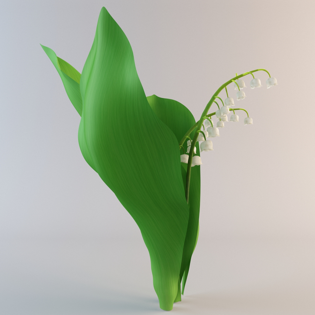 lily valley plant flower 3d 3ds