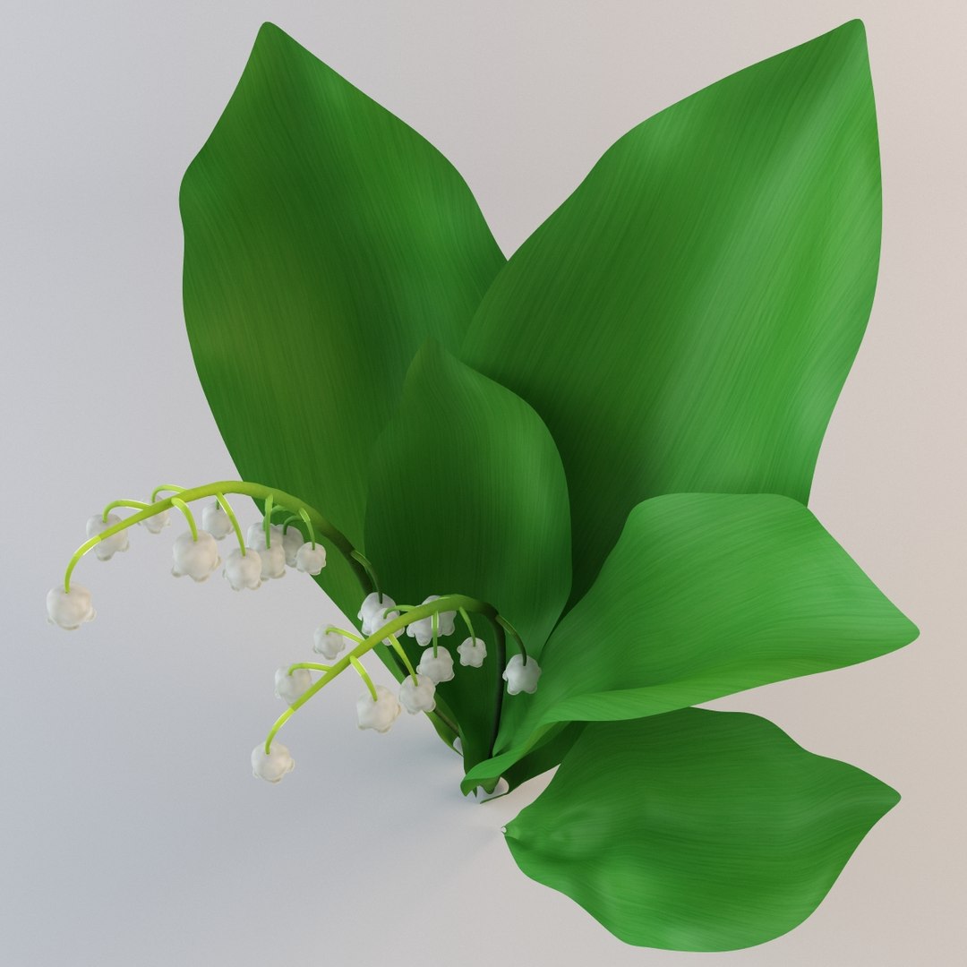 Lily Valley Plant Flower 3d 3ds