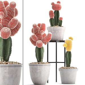 Collection of Exotic Cactus Plants 5