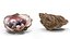 Colored Oyster Shell with Pearls 3D model