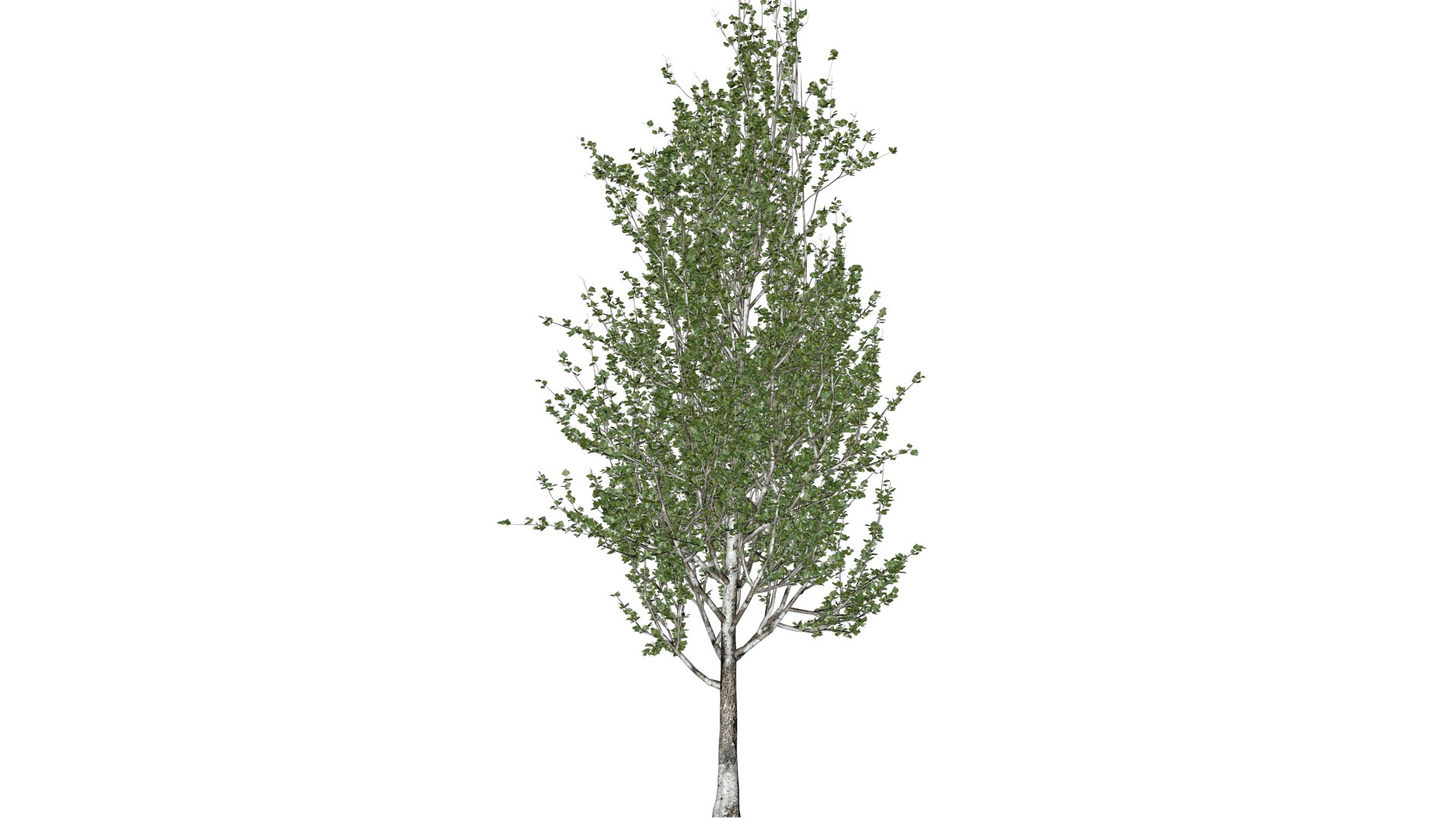 Lombardy Poplar Tree - 05 - 3D - TurboSquid 2377001