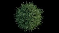 Moss 3d models and moss normal map