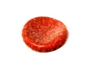 3d model red blood cell