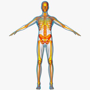 Skeleton X-Ray