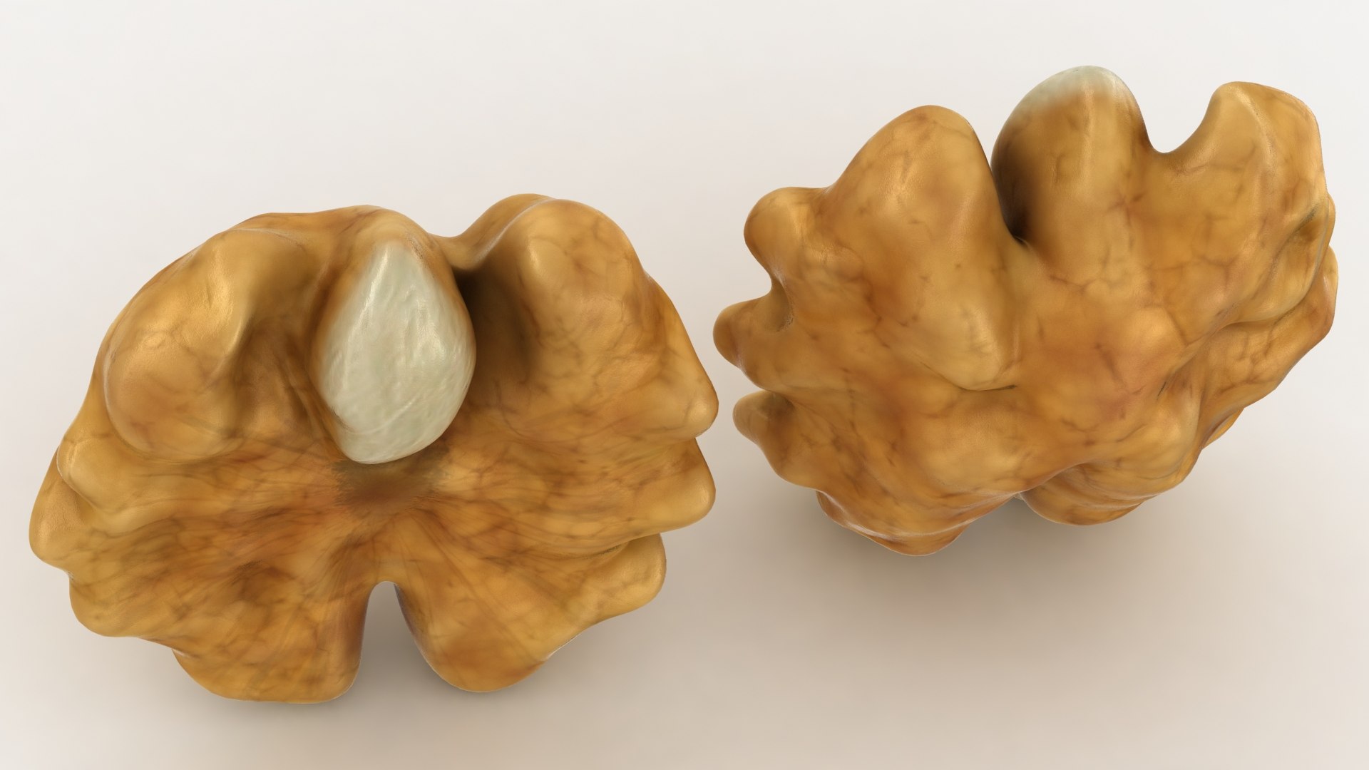 Realistic Walnut Kernel 3D Model - TurboSquid 1567892