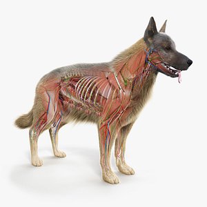 3D Full German Shepherd Female Anatomy Static