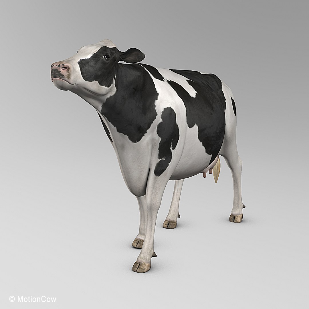 Animation Cow Max
