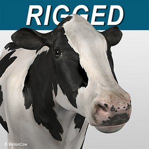 Cow Holstein
