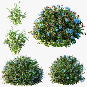 3D AV Ceratostigma Plumbaginoides Bleiwurz bushes