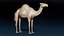 Camel Base Mesh 3D