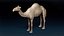 Camel Base Mesh 3D