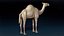 Camel Base Mesh 3D