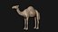 Camel Base Mesh 3D