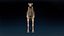 Camel Base Mesh 3D