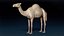 Camel Base Mesh 3D
