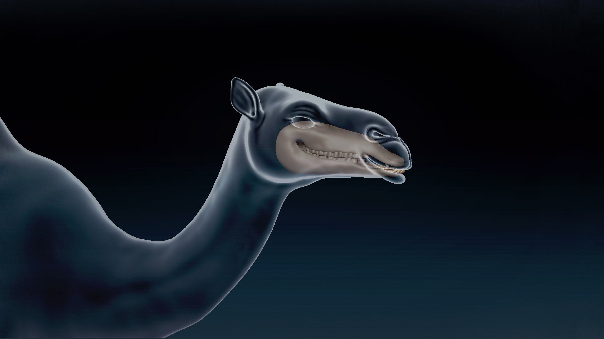3D Camel Base Mesh 3D https://p.turbosquid.com/ts-thumb/I5/g9KyhV/gQ/9/jpg/1638721433/1920x1080/fit_q87/75d4e74ed1d7c1e8fbd9ef0f502b816d0f69dccc/9.jpg