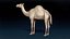 Camel Base Mesh 3D