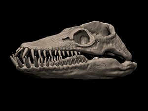 3D Elasmosaurus Skull 3D print model model
