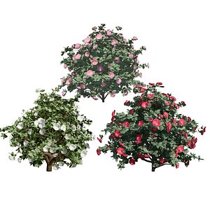 3D Highly Detailed 3D Camellia Bush - Lush Foliage  Delicate Flowers model