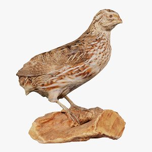 Japanese Quail Coturnix Japonica Remastered 3D model