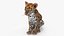 Leopard Cub Sitting Pose